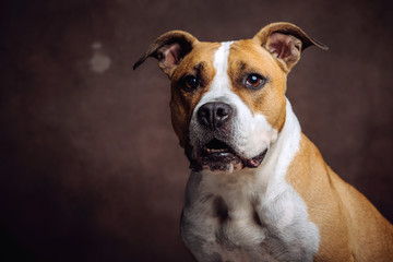 Beautiful American Staffordshire Terrier