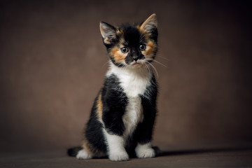 cute little kitten