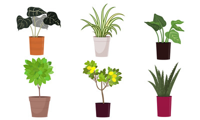 Different kinds of green blooming home plants in pots vector illustration