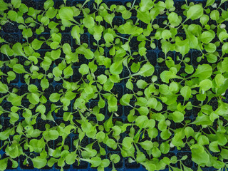 Kaiware sprouts vegetable organic product top view Green background