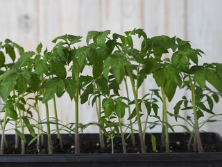 Young sprouts of tomatoes, cucumbers and peppers seedlings in vegetable garden in balcony. Growing organic seedlings at home. Greenhouse cultivation.Plants in greenhouse