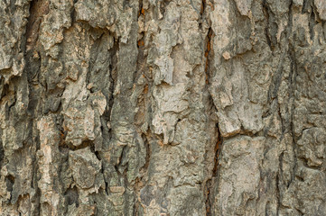 tree bark texture