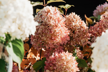 hydrangea flower blooming in spring, white, pink, green, red