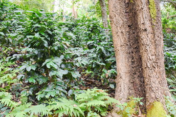 Coffee tree in forest.