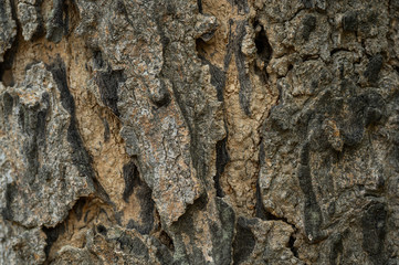 tree bark texture