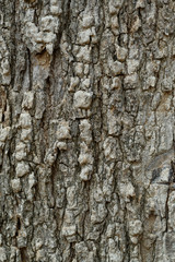 tree bark texture