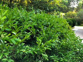 Forever green bush in the park. A green bush texture.