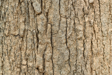 tree bark texture