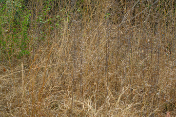 dry grass in the wind