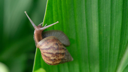 Achatina fulica, land snails belonging to the Achatinidae tribe. Originally from East Africa and spread to almost all corners of the world