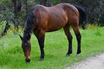 Thoroughbred horse in meadow grazing 