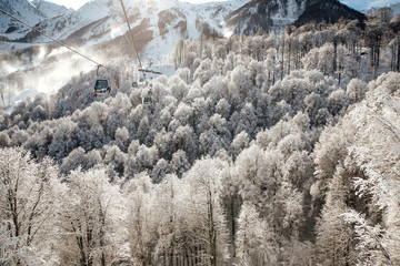 snow covered trees