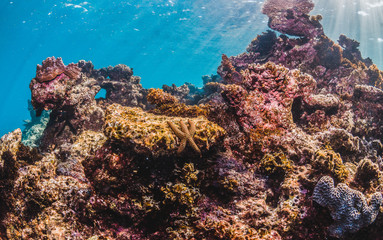 Colorful Coral Reef in Shallow Tropical Water