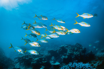 Fototapeta na wymiar Schooling Pelagic Fish in Clear Blue Water