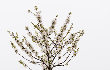 lilac blossom (syringa vulgaris) in spring, white, green, brown