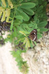 butterfly on a flower
