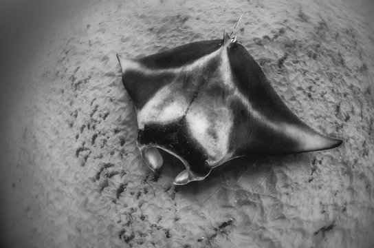 Black and White Underwater Image of a Beautiful Manta Ray Swimming in the Wild