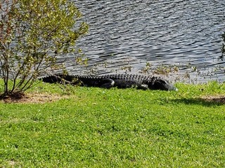 alligator in the grass