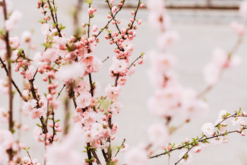 cherry blossom tree flower blooming in spring, white, pink, green