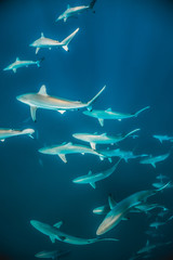 Baby Sharks Swimming Together in Clear Blue Water