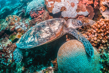 Beautiful Sea Turtle Swimming Among Colorful Coral Reef