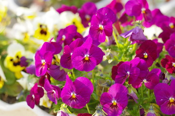 ビオラの花　スミレ科スミレ属