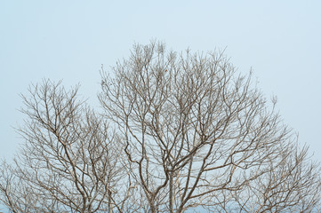 Fototapeta na wymiar leafless tree branches against the blue sky