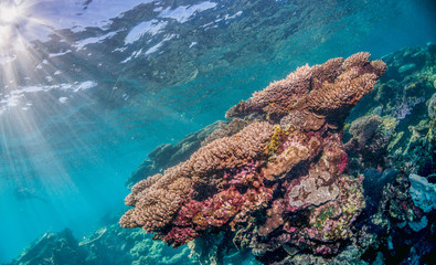 Colorful Coral Reef in Shallow Tropical Water