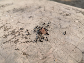 Many black ant are carrying food to nest.Ants carrying food.Lots of ants ,Ants unity.Team Work Concept.