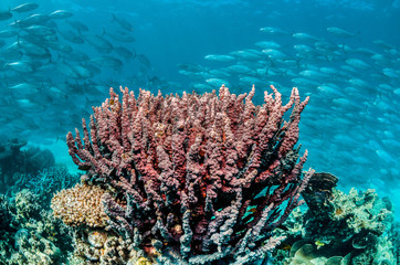 Fototapeta na wymiar Colorful Coral Reef in Shallow Tropical Water