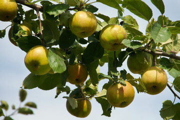 apples on branch in garden