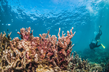 Fototapeta na wymiar Underwater Shot of Colorful Coral Reef in Clear Blue Ocean
