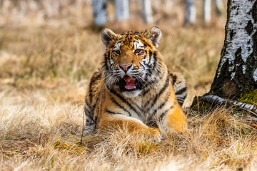 A Siberian tiger (Panthera tigris) a beautiful portrait of a great tiger set in a typical setting for this amazing animal by a Russian taiga.