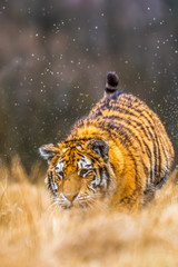 A Siberian tiger (Panthera tigris) a beautiful portrait of a great tiger set in a typical setting for this amazing animal by a Russian taiga.