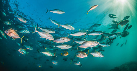 Fototapeta na wymiar Schooling pelagic fish in clear blue water