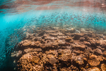 Schooling Fish Swimming Above Colorful Coral Reef