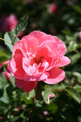 Rosa