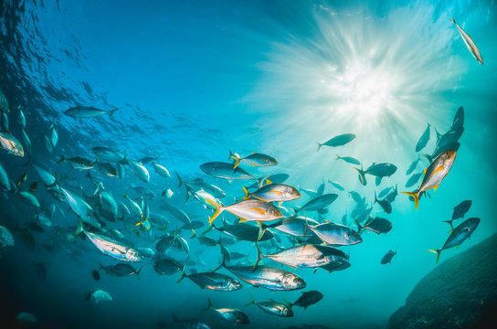 Schooling pelagic fish in clear blue water