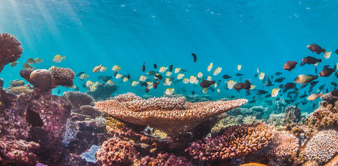 Schooling Fish Swimming Above Colorful Coral Reef
