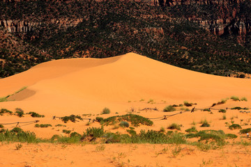 Fototapeta na wymiar Utah / USA - August 22, 2015: Sand and dunes area in Coral Pink Sand Dunes State Park, Utah, USA