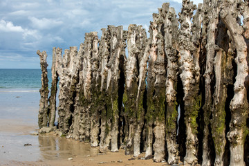 Big breakwater, 3000 trunks to defend the city from the tides  in Saint-Malo, Ille-et-Vilaine, Brittany, France