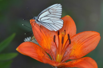 A beautiful butterfly sits on a flower on a hot and sunny summer day. Insect macro shot.
