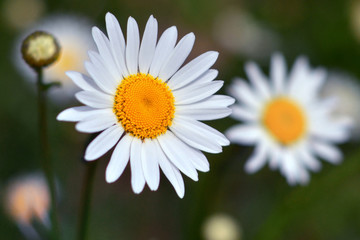 Fototapeta premium Beautiful field daisies bloomed on a warm summer day, on a sunny lawn.