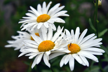 Obraz premium Beautiful field daisies bloomed on a warm summer day, on a sunny lawn.