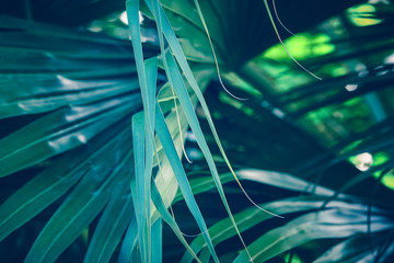 Palm leaf nature background.