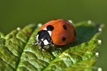 Obraz premium A red ladybug sits on a green leaf on a hot and sunny summer day.