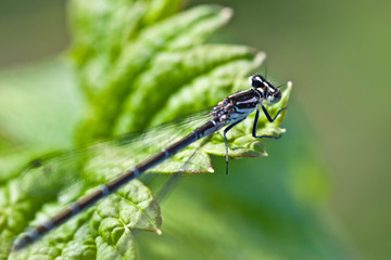 A blue dragonfly sits on a green leaf on a hot and sunny summer day.