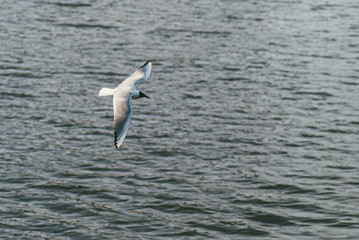 Fototapeta na wymiar Seagull flies on the background of the water surface. The concept of freedom and overcoming space