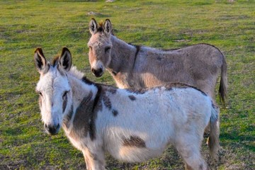 Pair of cute miniature donkeys