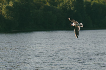 Seagull flies on the background of the water surface over tree forest background. The concept of...
